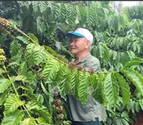 Giá cà phê ngày 23/4 tại thị trường trong nước, đỉnh mới được thiết lập ở mức 128.000 đồng/kg